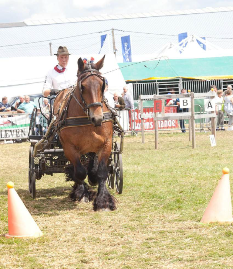 Concours Studbook Du Cheval De Trait Ardennais