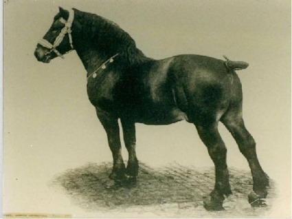 Spirou - Champion des ardennais en 1900